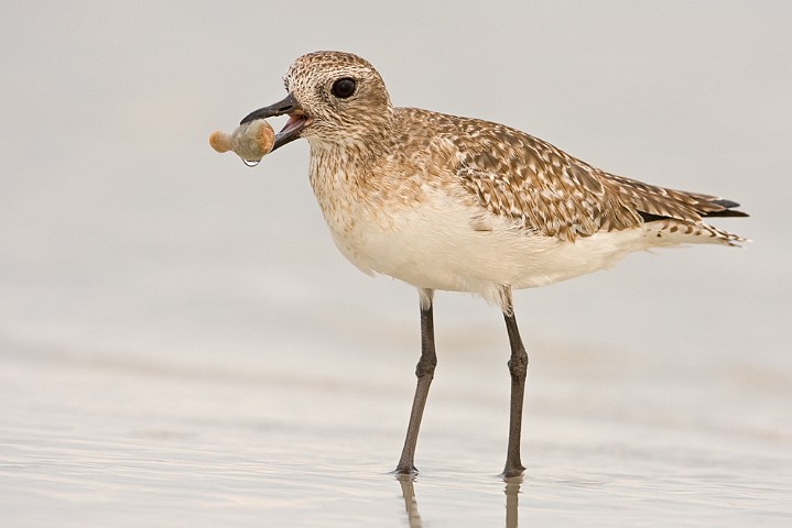 Kiebitzregenpfeifer Pluvialis squatarola Black-bellied Plover
